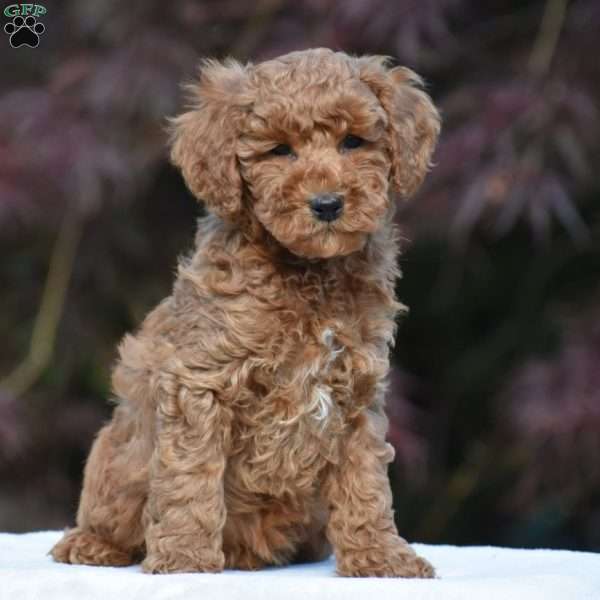 Timmy, Miniature Poodle Puppy